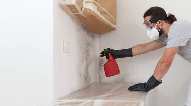 Professional Basement Mold Remediation technician working in Lakewood, CO
